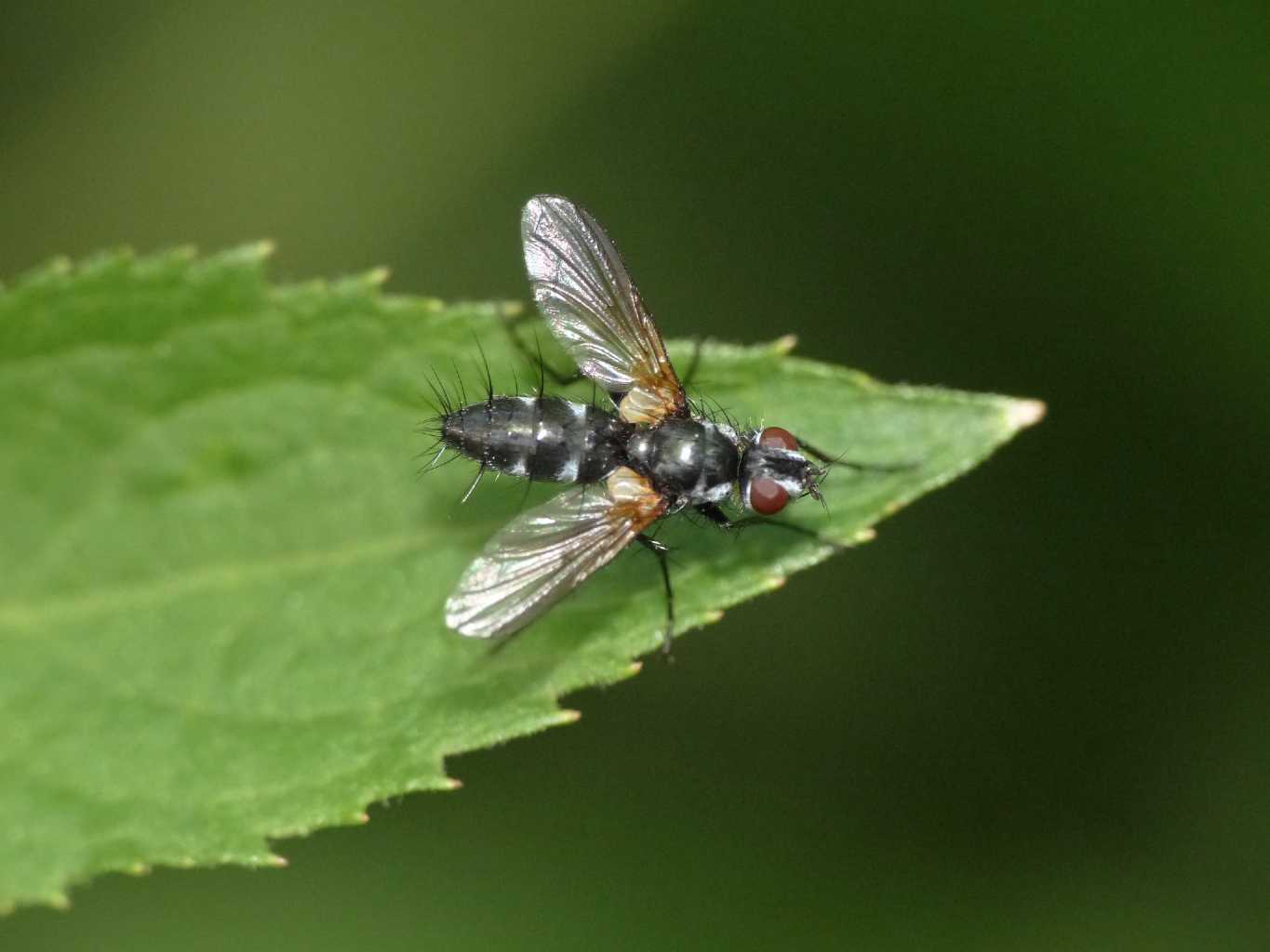 Tachinidae nero: Phyllomya sp.